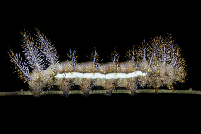 oruga_AD4A6296.jpg :: Caterpillar (Automeris egeus), Tahuayo-Tamshiyacu Regional Conservation Area, Peru.
