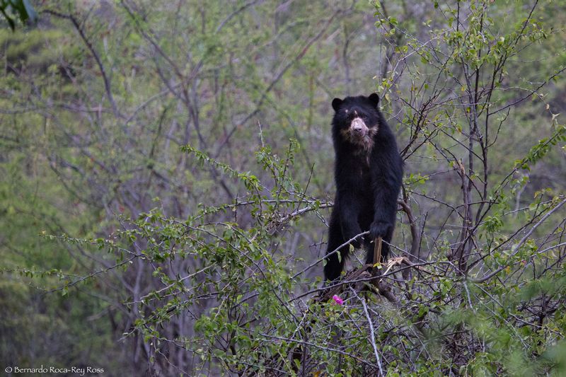 oso_AD4A9180.jpg :: Spectacled bear (Tremarctos ornatus), semi-captive. Chaparri, Peru. 