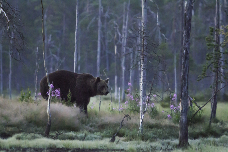 oso_pardo_IMG_5260.jpg :: Brown bear (Ursus arctos). Finland.