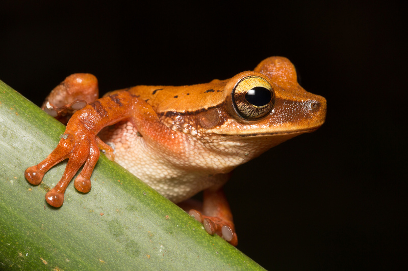 osteocephalus_leprieurii_AD4A4568.jpg :: Cayenne slender-legged tree frog (Osteocephalus leprieurii), Cordillera Escalera Regional Conservation Area, Peru.