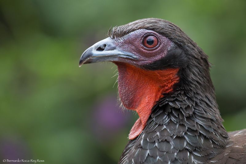 pava_AD4A9329.jpg :: White-winged Guan (Penelope albipennis), Chaparri Ecological Reserve, Peru. Critically Endangered.