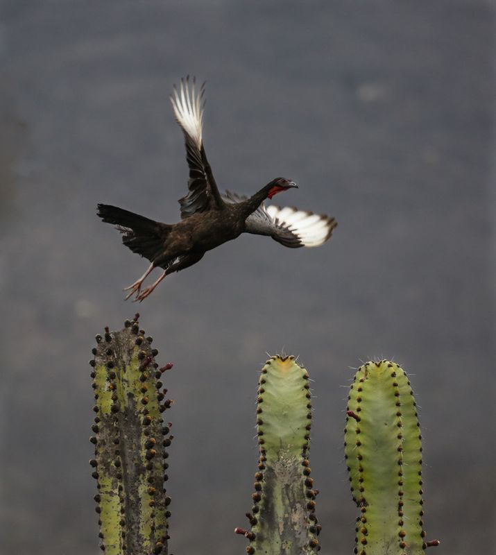 pava_AD4A9775.jpg :: White-winged Guan (Penelope albipennis), Chaparri Ecological Reserve, Peru. Critically Endangered.