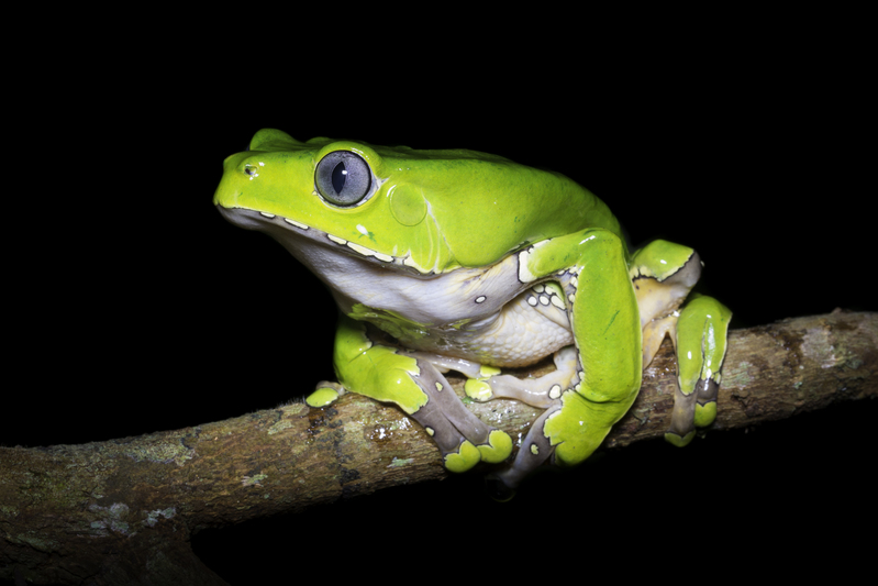 phyllomedusa_bicolor_AD4A8189.jpg :: Giant Monkey Frog (Phyllomedusa bicolor), Allpahuayo-Mishana National Reserve, Peru.