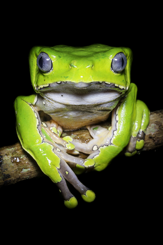 phyllomedusa_bicolor_AD4A8197.jpg :: Giant Monkey Frog (Phyllomedusa bicolor), Allpahuayo-Mishana National Reserve, Peru.