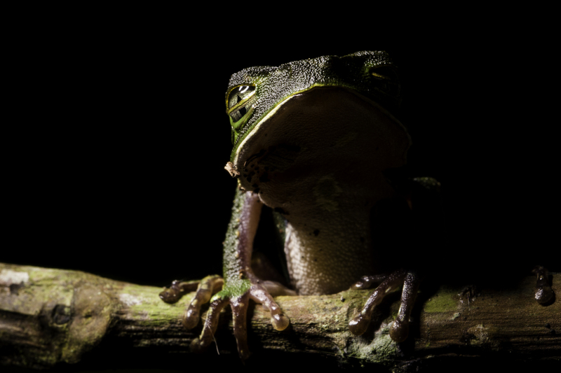 phyllomedusa_vaillanti_AD4A0956.jpg :: White-lined leaf frog (Phyllomedusa vaillanti), Allpahuayo-Mishana National Reserve, Peru.