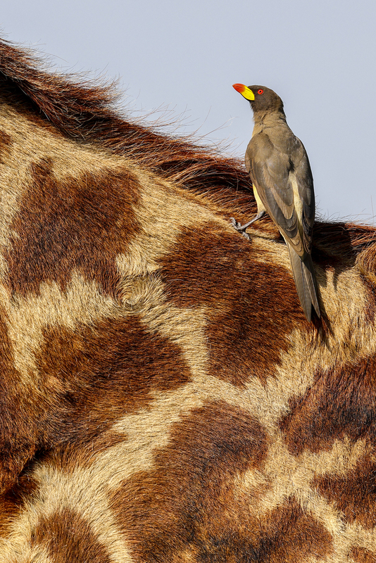 picabueyes_H6A7186.jpg