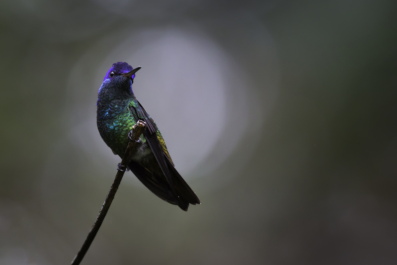 picaflor_AD4A1246(1).jpg :: Golden-tailed Sapphire (Chrysuronia oenone), Arena Blanca, Alto Mayo Protected Forest, Peru.