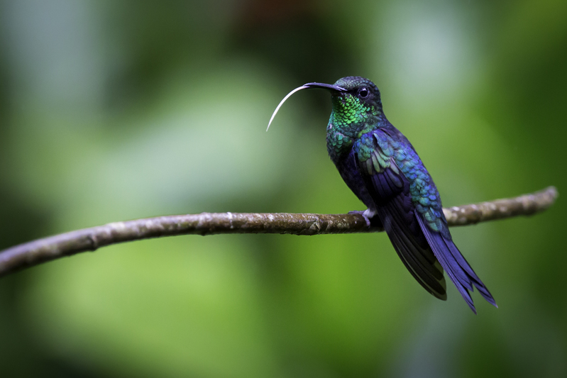 picaflor_AD4A1268(1).jpg :: Fork-tailed Woodnymph (Thalurania furcata), Arena Blanca, Alto Mayo Protected Forest, Peru.