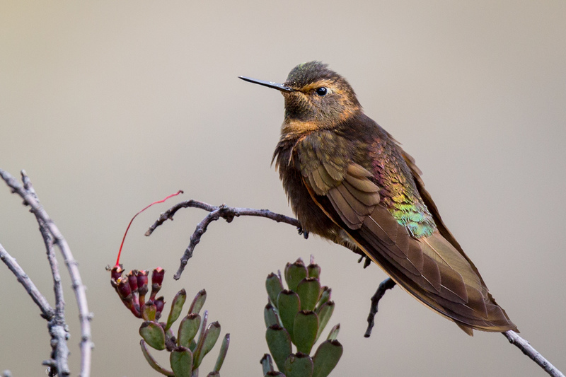 picaflor_cobrizo_AD4A1468.jpg :: Shining Sunbeam (Aglaeactis cupripennis), Santa Eulalia, Peru.