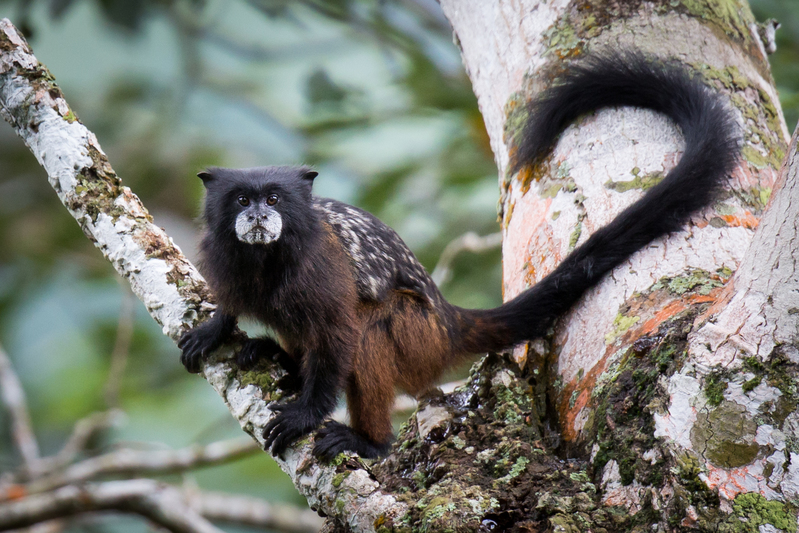 pichico_AD4A4550.jpg :: Andean Saddle-back Tamarin (Saguinus (Leontocebus) fuscicollis leucogenys), Cordillera Escalera Regional Conservation Area, Peru.