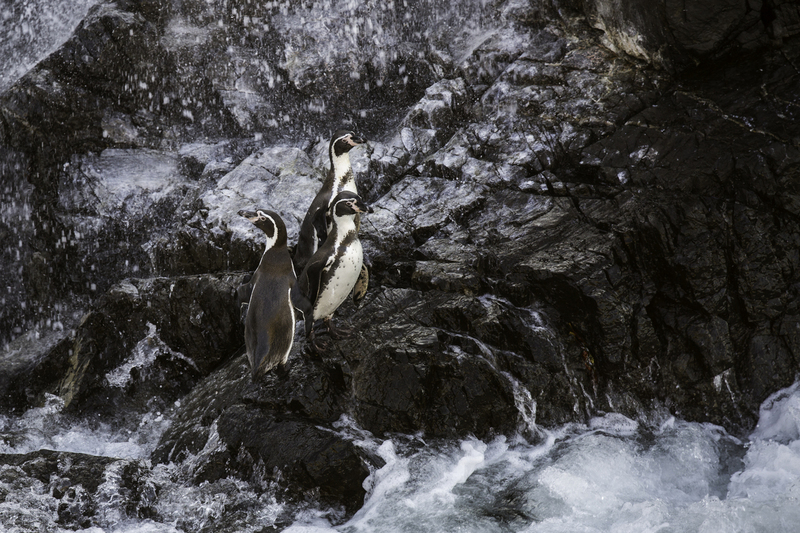 pinguino_AD4A1156(1).jpg :: Humboldt Penguin (Spheniscus humboldti), Illescas, Peru.