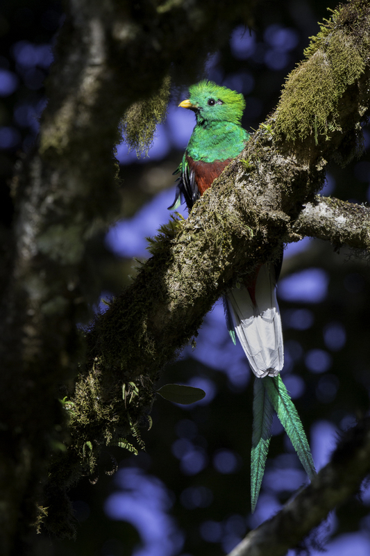 quetzal_costa_rica_AD4A7675.jpg :: Resplendent Quetzal (Pharomachrus mocinno), Talamanca mountain range, Costa Rica.