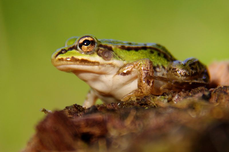 rana_IMG_7271.jpg :: Frog, Bory Tucholsky National Park, Poland.