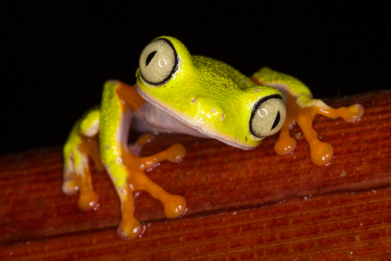 rana_agalychnis_hulli_AD4A3245.jpg :: Hylomantis hulli (Agalychnis hulli), Cordillera Escalera Regional Conservation Area, Peru.