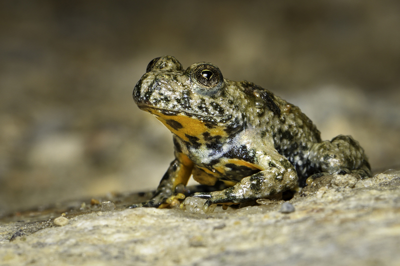 rana_bombina_H6A6988.jpg