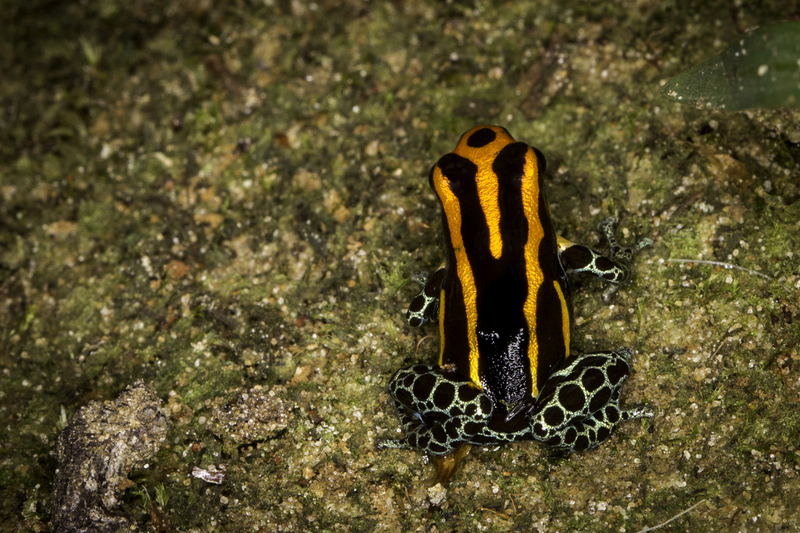 ranitomeya_amazonica_AD4A1267.jpg :: Ranitomeya amazonica, Tamshiyacu-Tahuayo Regional Conservation Area, Peru.