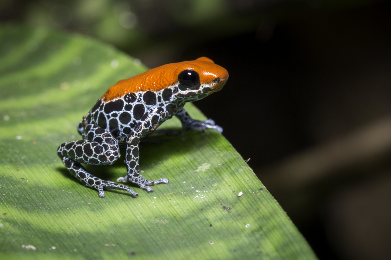 ranitomeya_reticulata_AD4A1164.jpg :: Ranitomeya reticulata, Allpahuayo-Mishana National Reserve, Peru.