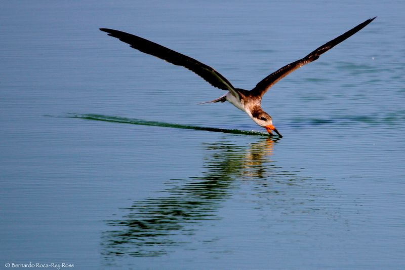 rayador_IMG_4402.jpg :: Black Skimmer (Rynchops niger), Pantanos de Villa, Lima, Peru.