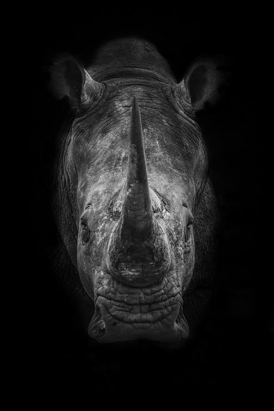 rinoceronte_H6A0850.jpg