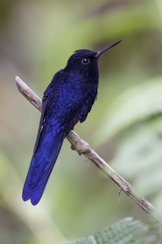 royal_sunangel_AD4A2756.jpg :: Royal Sunangel (Heliangelus regalis), Fundo Alto Nieva, Alto Mayo Protected Forest, Peru. Endangered.
