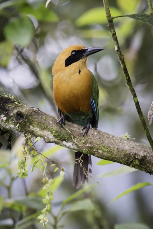 rufous_motmot_AD4A2714.jpg :: Rufous Motmot (Baryphthengus martii) Mindo, Ecuador.