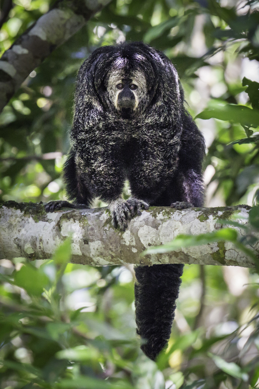 saki_monk_AD4A5392.jpg :: Monk saki (Pithecia monachus), Tahuayo-Tamshiyacu Regional Conservation Area, Peru.