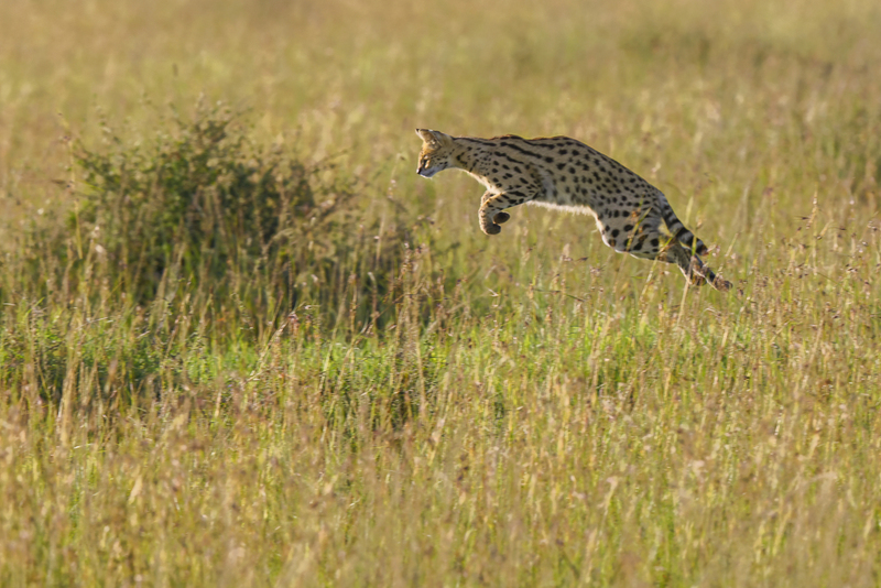serval_H6A4933.jpg