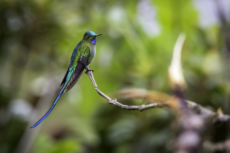 silfo_AD4A2206.jpg :: Long-tailed Sylph (Aglaiocercus kingii), Fundo Alto Nieva, Alto Mayo Protected Forest, Peru.