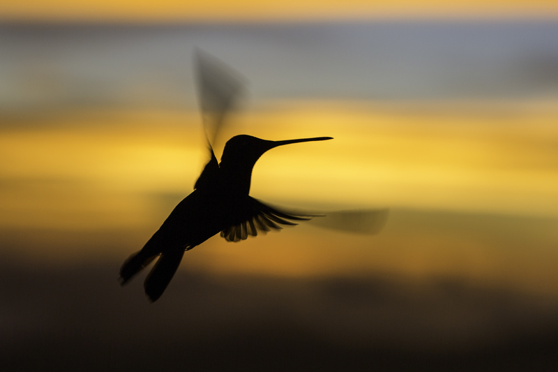 silueta_picaflores_costa_rica_AD4A6747.jpg :: Hummingbird, Talamanca Mountain Range, Costa Rica.