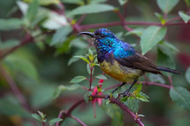 sunbird_AD4A4485.jpg :: Variable Sunbird (Cinnyris venustus), Rwanda.