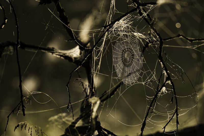 tela_arana_website_AD4A8608.jpg :: Spider web, Biebrza National Park, Austria.
