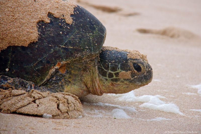 tortuga_IMG_0249.jpg :: Green sea turtle (Chelonia mydas), Oman.