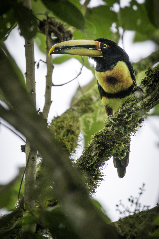 tucan_AD4A2965.jpg :: Collared Aracari (Pteroglossus torquatus), Mindo, Ecuador.