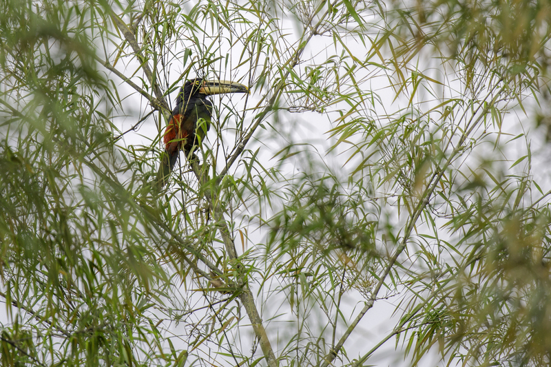 tucan_AD4A2983.jpg :: Collared Aracari (Pteroglossus torquatus), Mindo, Ecuador.