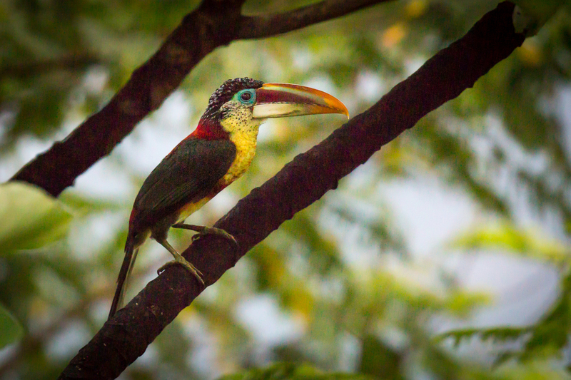 tucaneta_AD4A1476.jpg :: Curl-crested Aracari (Pteroglossus beauharnaesii), Cordillera Escalera Regional Conservation Area, Peru.