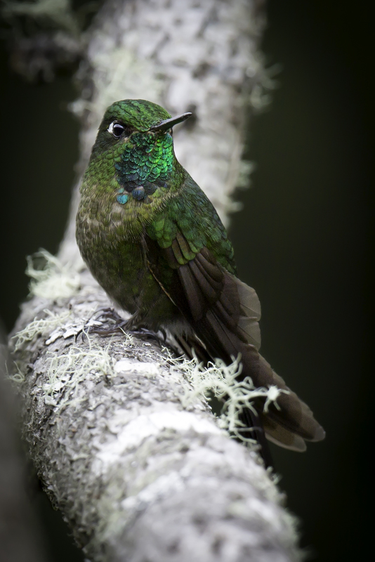 tyrian_metaltail_AD4A9902.jpg :: Tyrian Metaltail (Metallura tyrianthina), Cuzco, Peru.