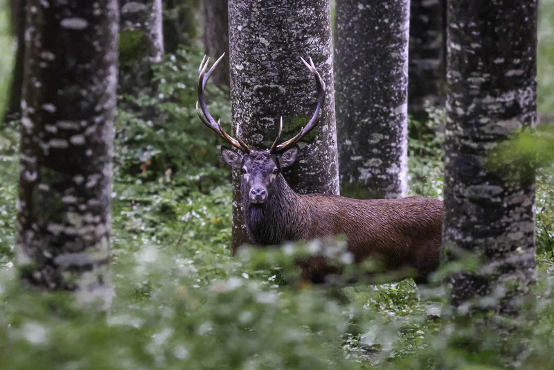 venado_H6A7727.jpg