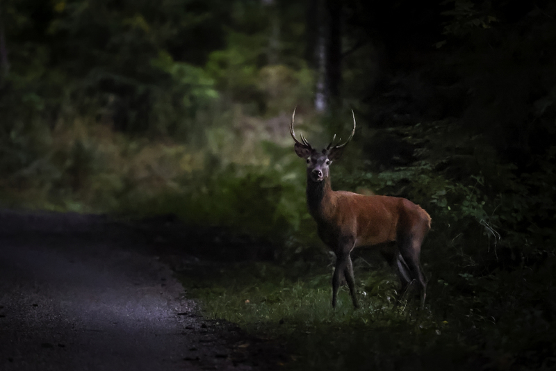 venado_H6A9833.jpg