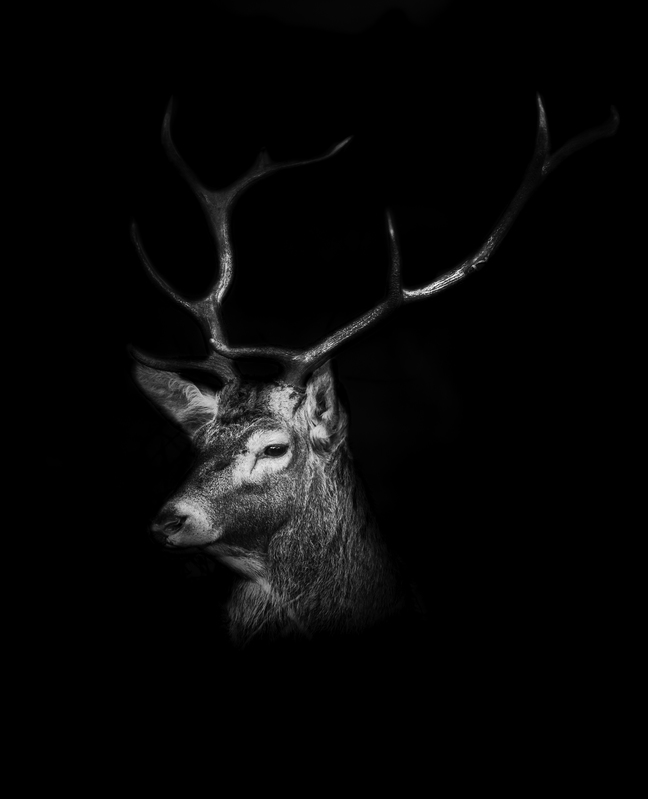 venado_website_AD4A1548.jpg :: Stag red deer (Cervus elaphus), Spain.