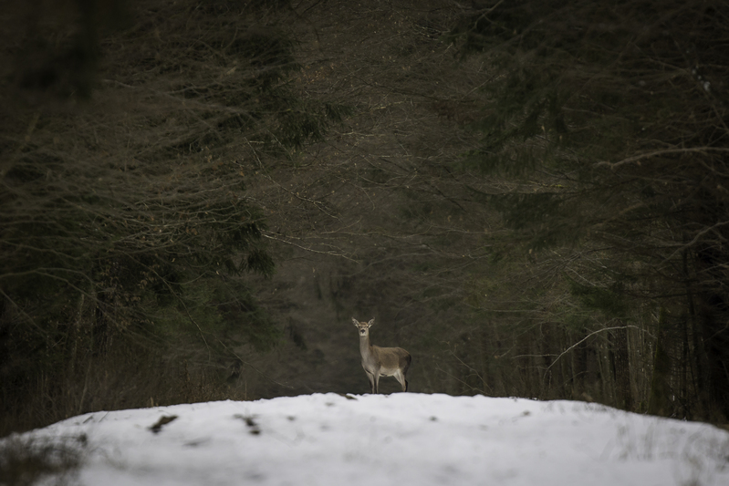 venado_website_AD4A4183.jpg :: Red deer (Cervus elaphus), Bialowieza National Park, Poland.