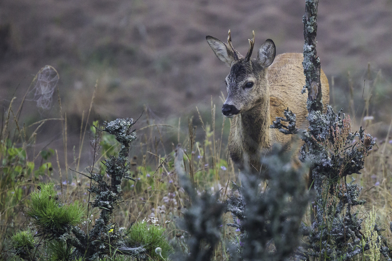 venado_website_AD4A8582.jpg :: European roe deer (Capreolus capreolus), Biebrza National Park, Poland.