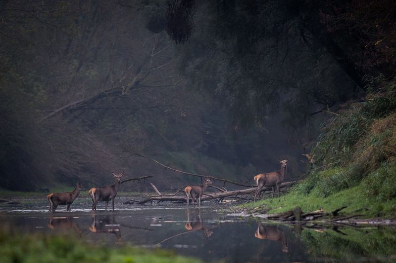 venados_AD4A71741.jpg :: Red deer (Cervus elaphus), Donau Auen National Park, Austria.