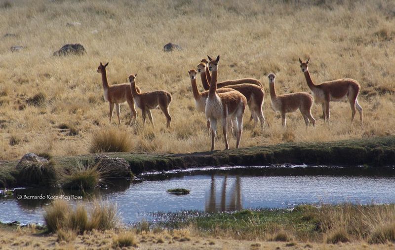 vicuas_IMG_4173.jpg :: Vicuna (Vicugna vicugna), Junin, Peru.