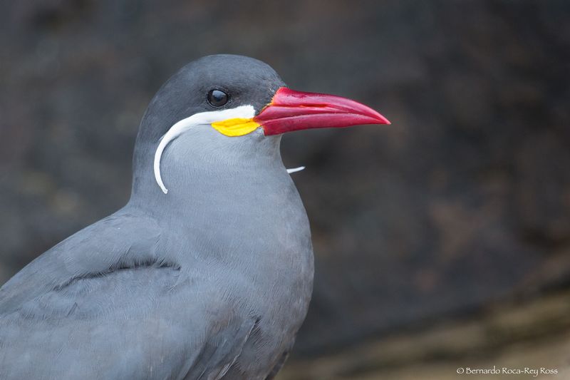 zarcillo_bis_AD4A0342.jpg :: Inca Tern (Larosterna inca), Lima, Peru. Near Threatened.