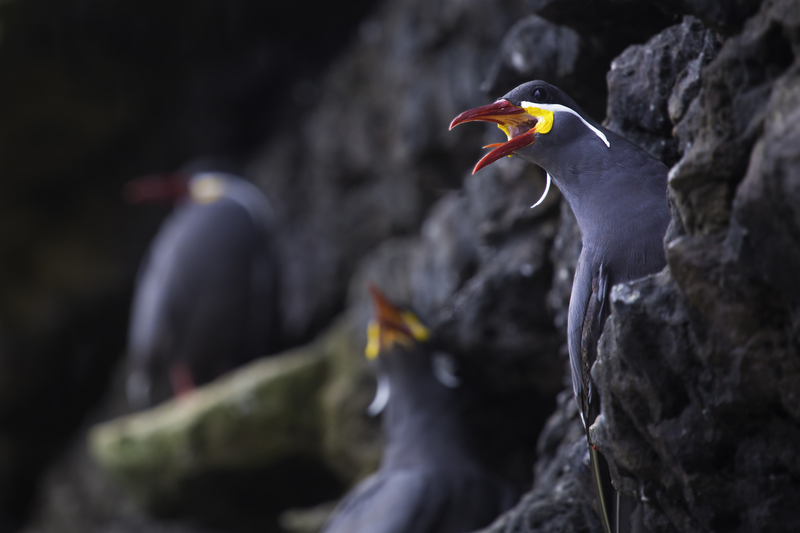 zarcillos_AD4A0510.jpg :: Inca Tern (Larosterna inca), Lima, Peru. Near Threatened.