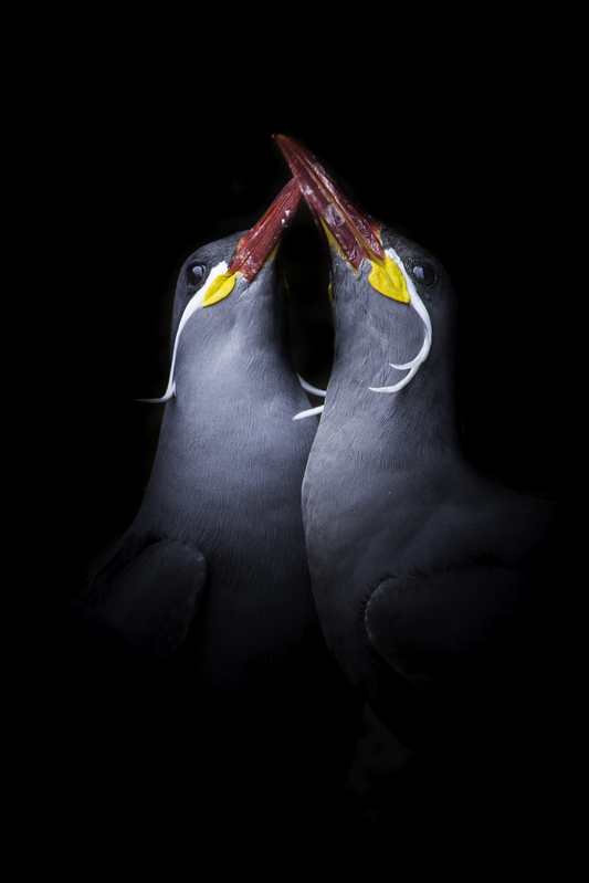 zarcillos_website_AD4A0540(1).jpg ::  Inca tern (Larosterna inca), Peru.