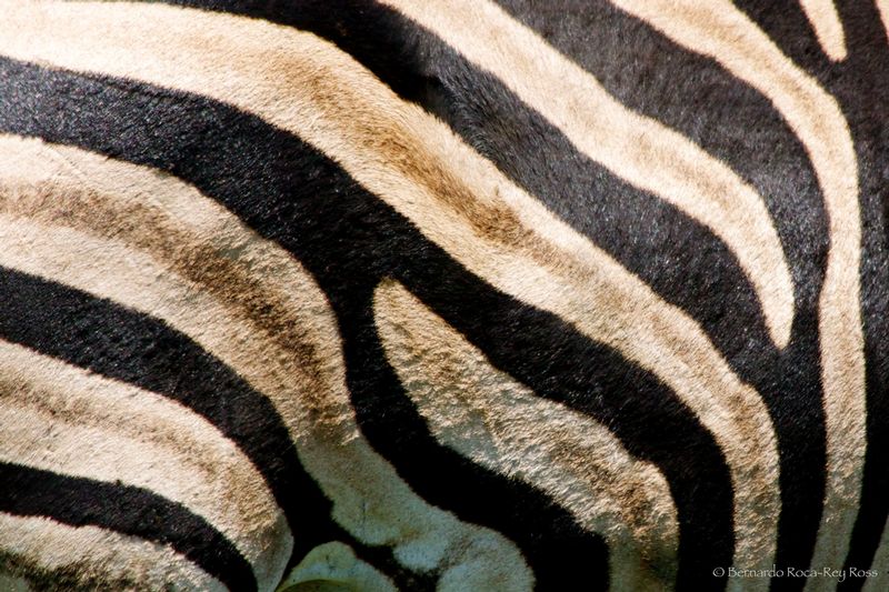 zebra_piel_c.jpg :: Burchell's Zebra (Equus burchelli), Kruger National Park, South Africa.