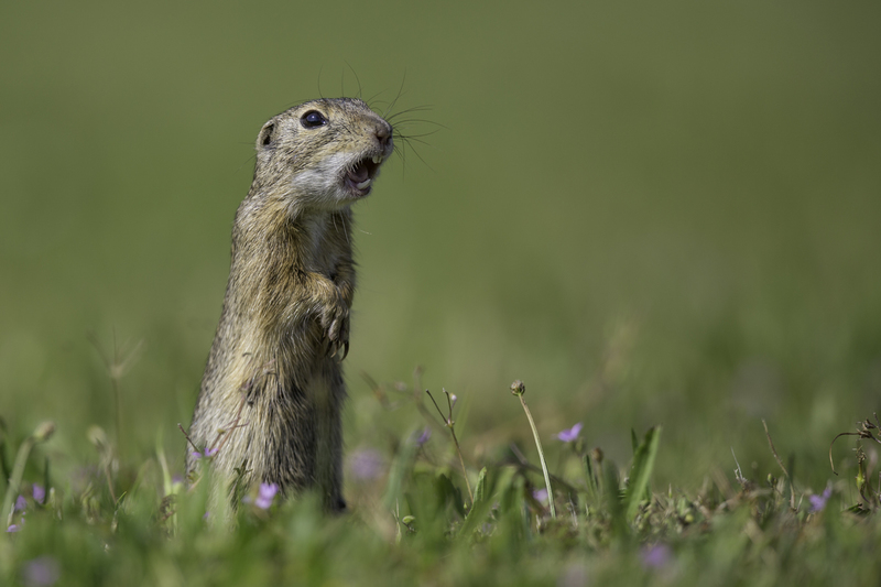 ziesel_website_AD4A3002.jpg :: European ground squirrel (Spermophilus citellus), Nationalpark Neusiedler See, Austria.