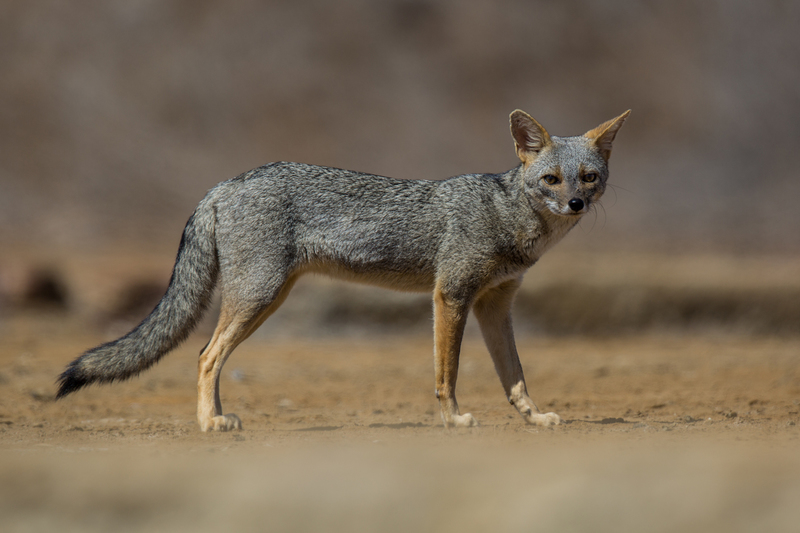 zorro_AD4A6994.jpg :: Sechuran fox (Lycalopex sechurae), Tumbes, Peru.