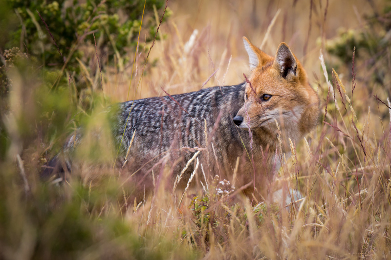zorro_andino_AD4A2026.jpg :: Andean fox (Lycalopex culpaeus), Santa Eulalia Valley, Peru.